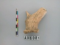 鹿角藏品圖，第1張
